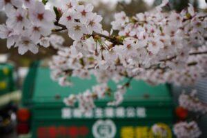 当社敷地内の桜も満開になりました（令和5年4月）