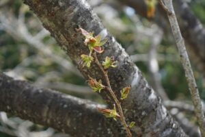 黄緑色の桜（令和5年4月）