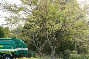 桜の木が2本なのですが・・・（令和5年4月）