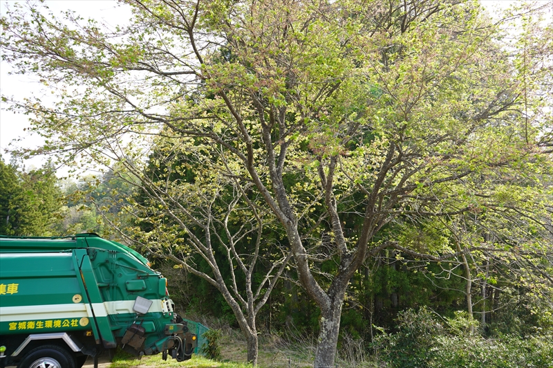 桜の木が2本なのですが・・・（令和5年4月）