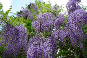 藤の花が満開です（令和6年5月）