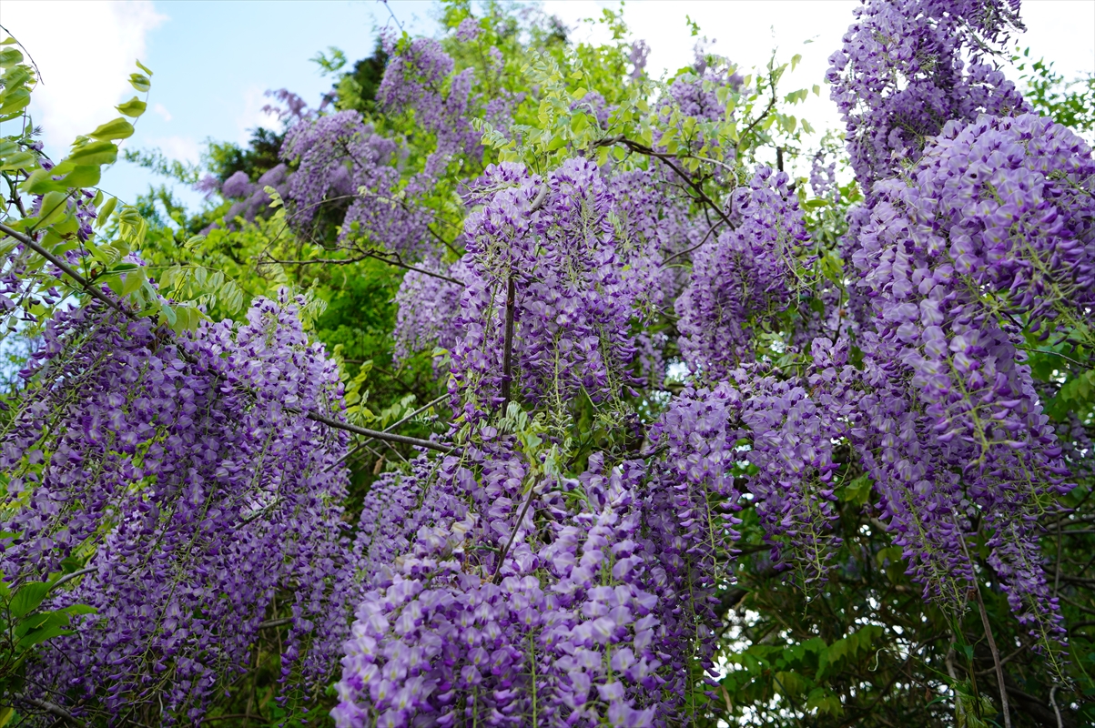 藤の花が満開です（令和6年5月）