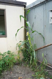 ど根性とうもろこし現る（令和6年8月）