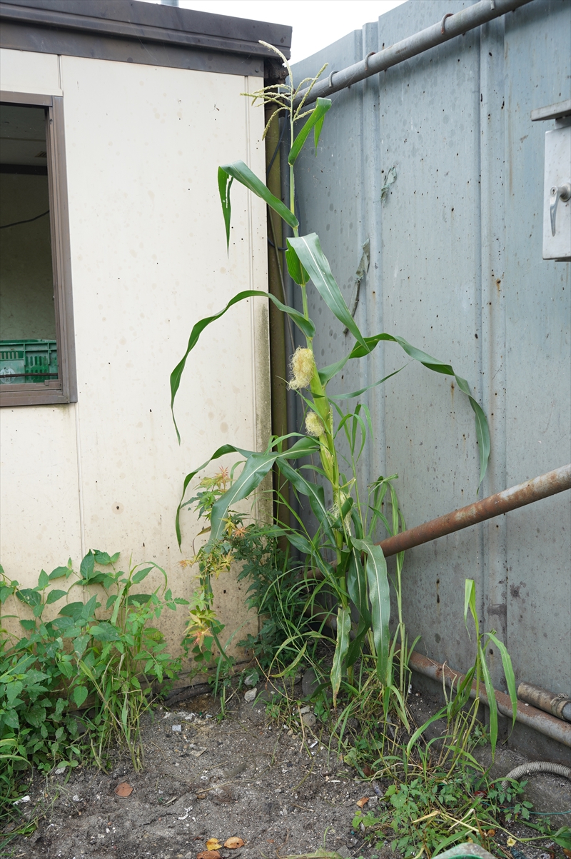 ど根性とうもろこし現る（令和6年8月）