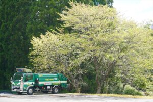今年も黄緑色の桜が咲きました（令和7年5月）