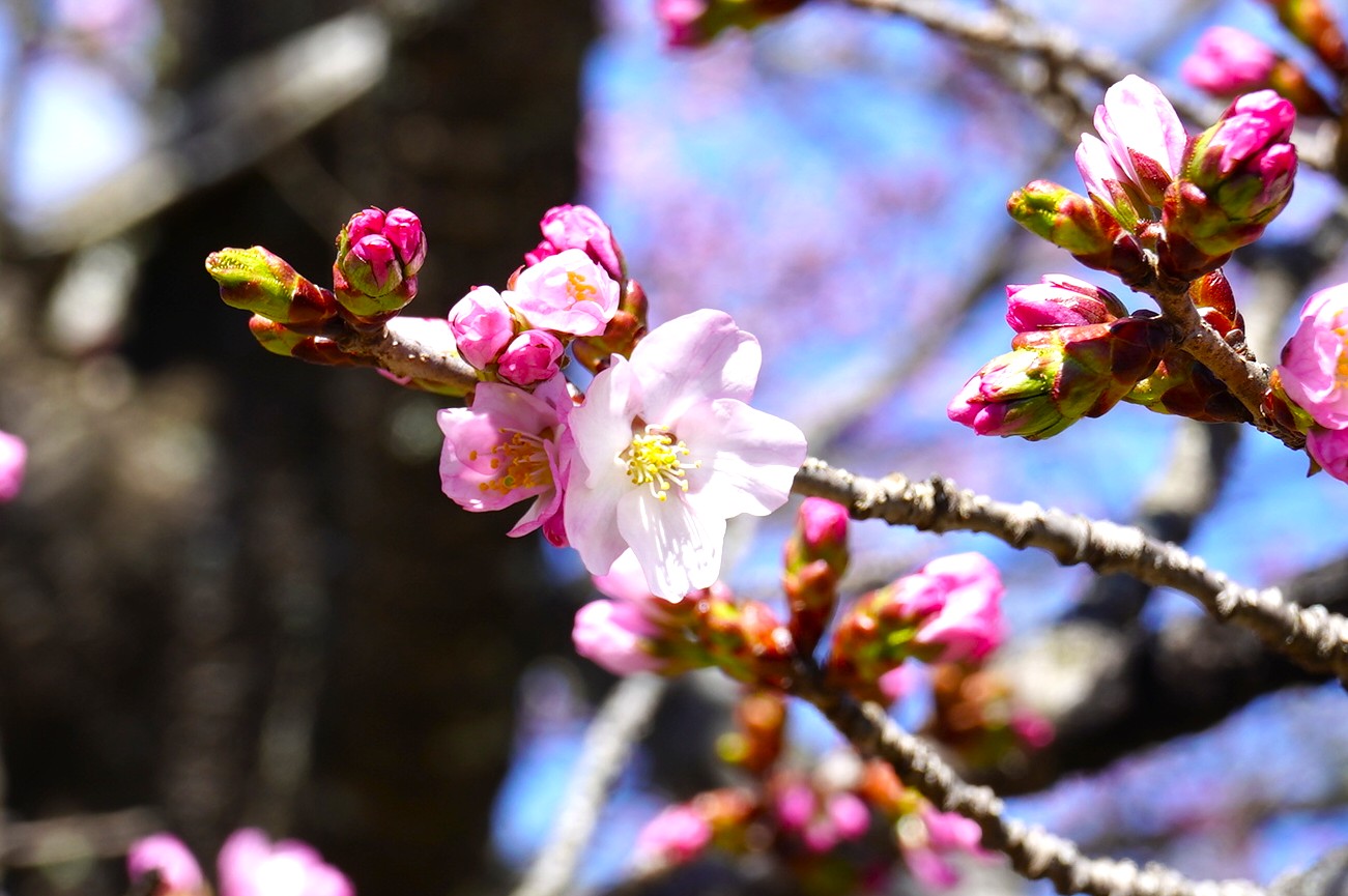 新しい桜の品種、秋保足軽紅重－「さくらフェア」が開催されます（令和8年4月）