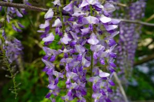 今年も藤の花が満開です（令和8年5月）